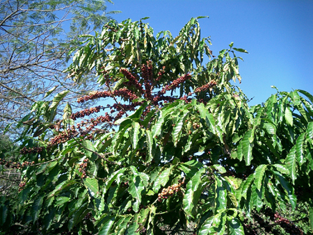 たわわに実をつけるコーヒーの木